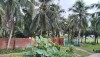 Một vườn dừa Xiêm tại thôn Vĩnh Long, xã Cát Hanh, huyện Phù Cát