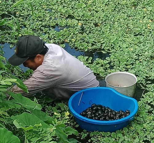 Hiệu quả từ mô hình nuôi ốc bươu đen tại huyện Phù Mỹ, tỉnh Bình Định